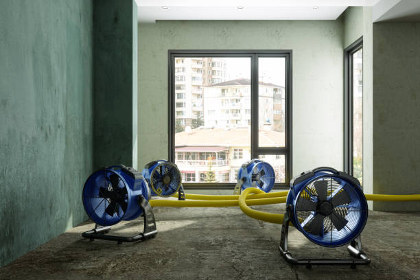 Best Professional water damage repair  in Dawson Springs, KY